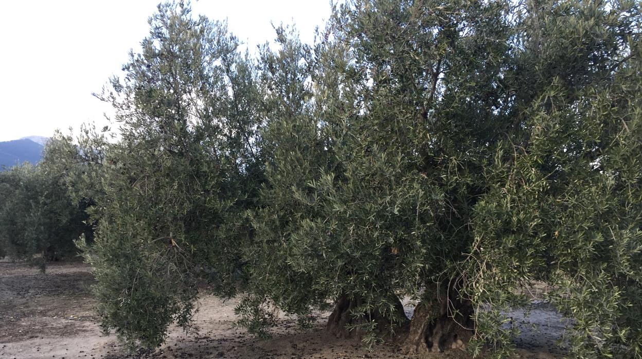 Aceituna esparcida en el suelo de un olivar de Jaén