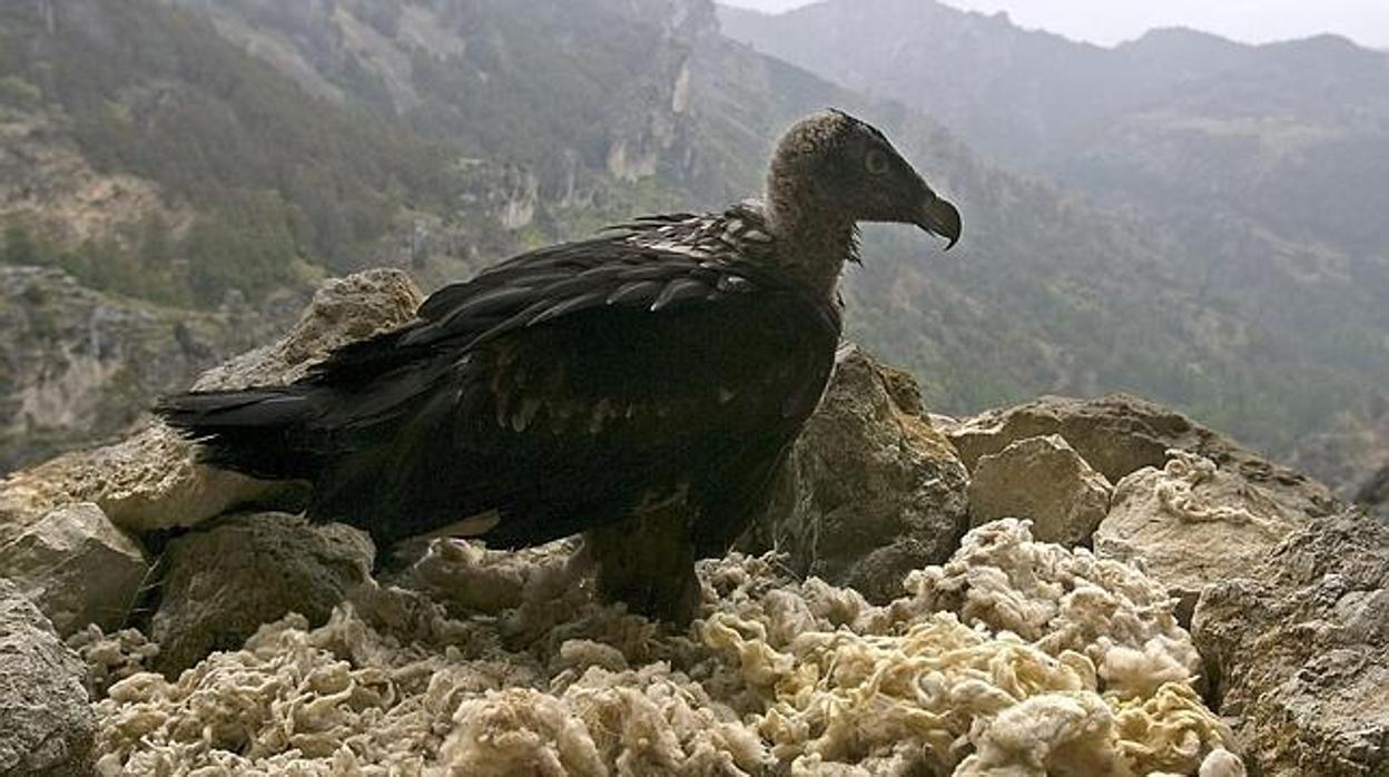 Imagen de un ejemplar de quebrantahuesos