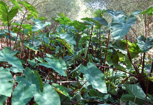 Arroyo andaluz invadido por el ñame