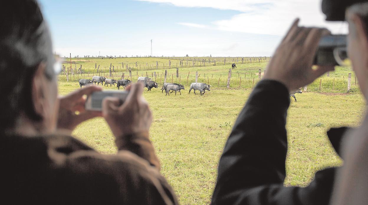 Dos personas fotografían a los toros en el campo