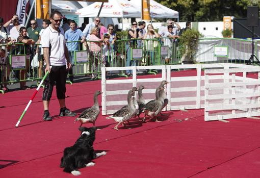 Todo lo que necesitas saber sobre la Feria Intercaza de Córdoba 2018