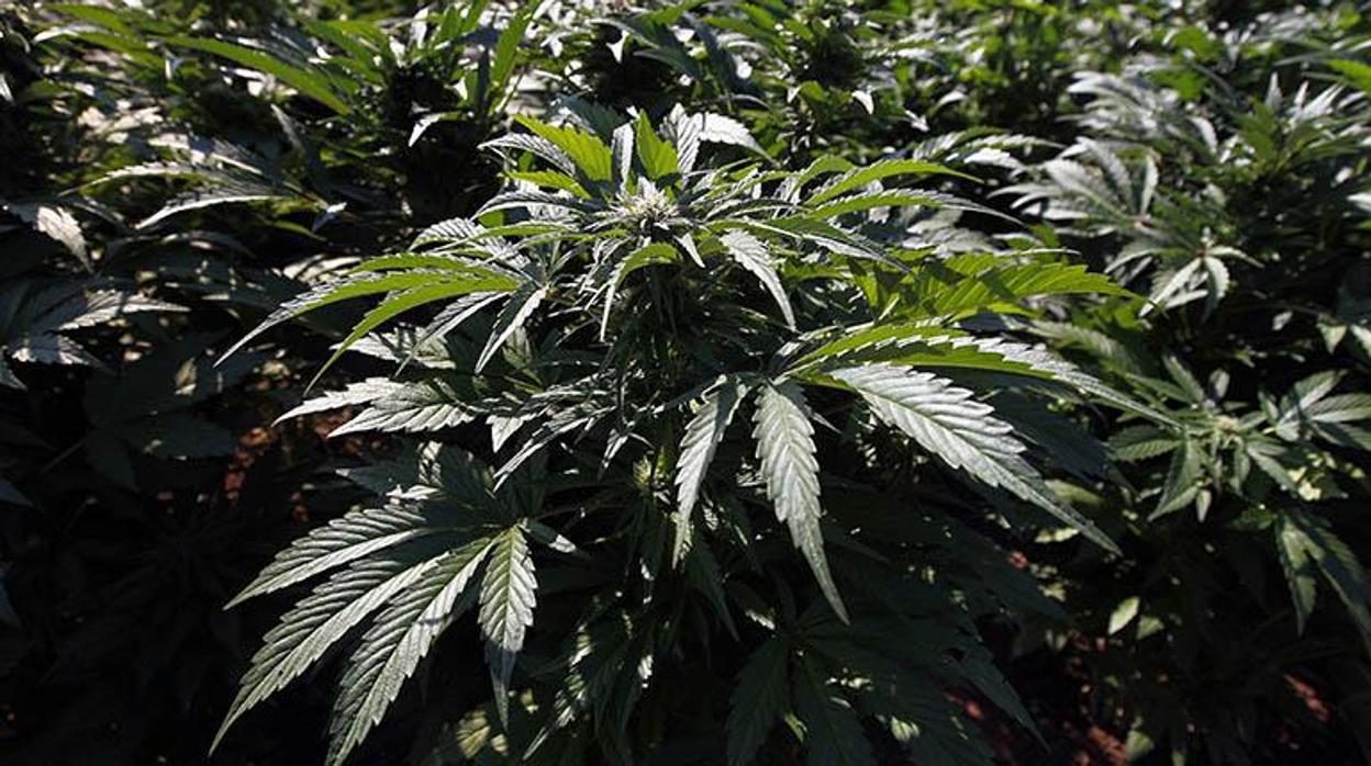 Granada está considerada como un auténtico polígono industrial de marihuana.