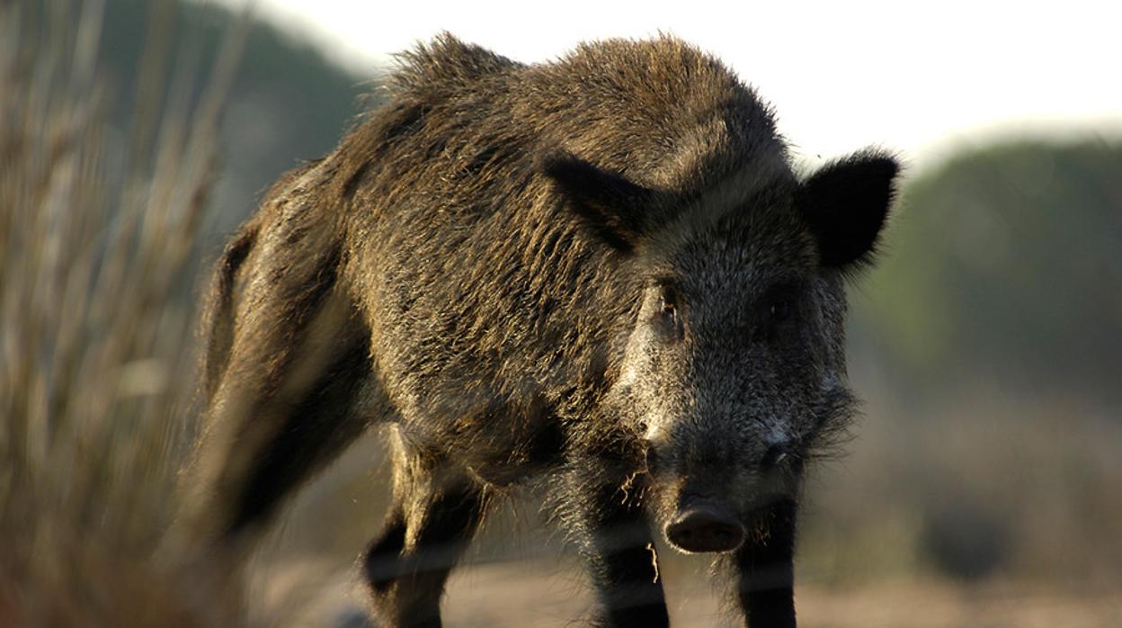 El jabalí es una de las especies que producen más daños en la agricultura, según la COAG de Jaén