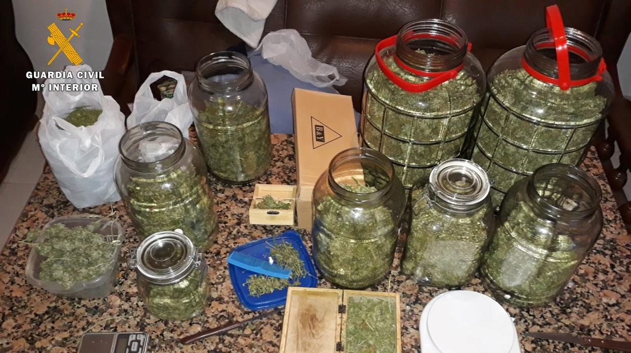 Imagen de la Guardia Civil de los cogollos que se han incautado al joven de Montemayor