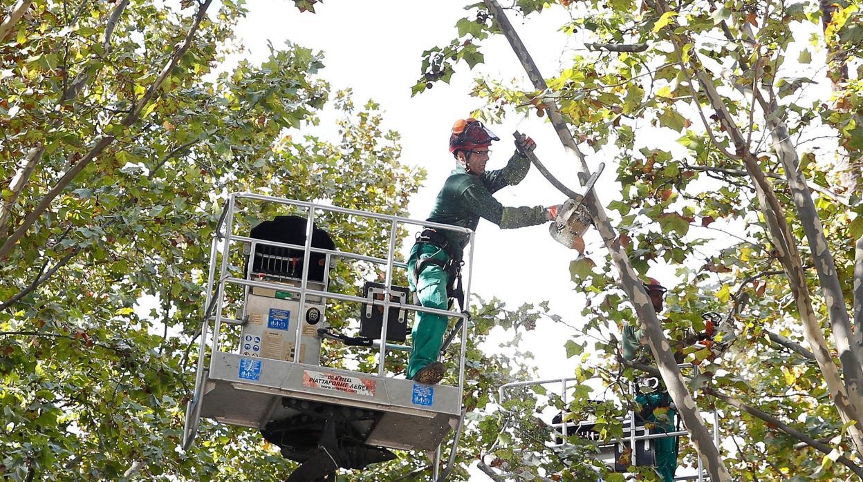 Operarios en plena tarea de tala de árboles