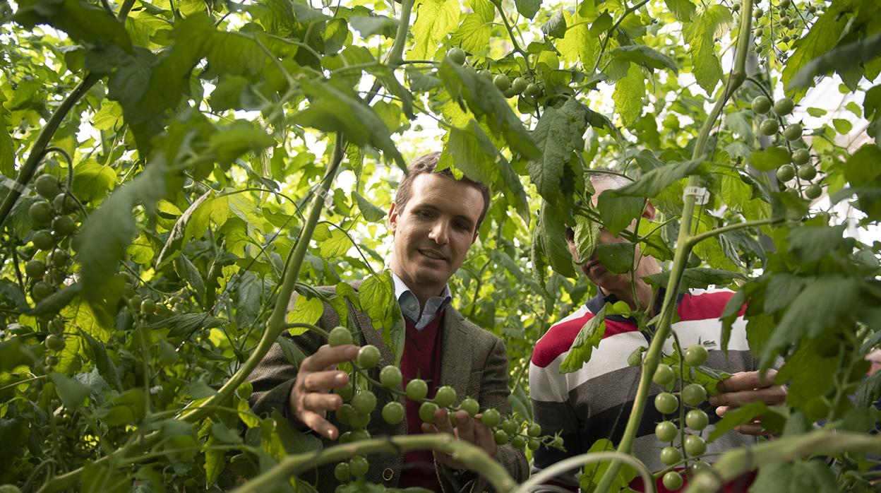 El presidente del PP, Pablo Casado durante una visita a un invernadero en El Ejido esta campaña.
