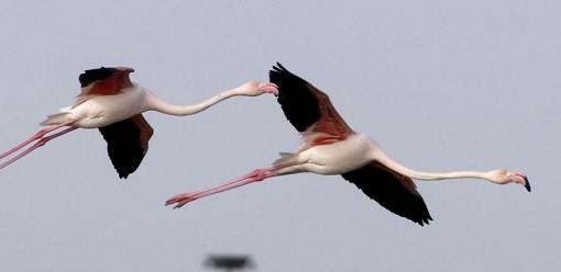 Dos flamencos en Doñana