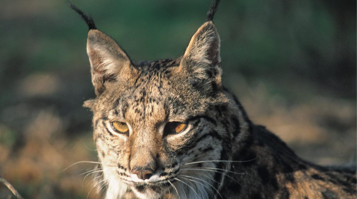 El último censo de linces señala 402 ejemplares en Andalucía, el 73,5% del total