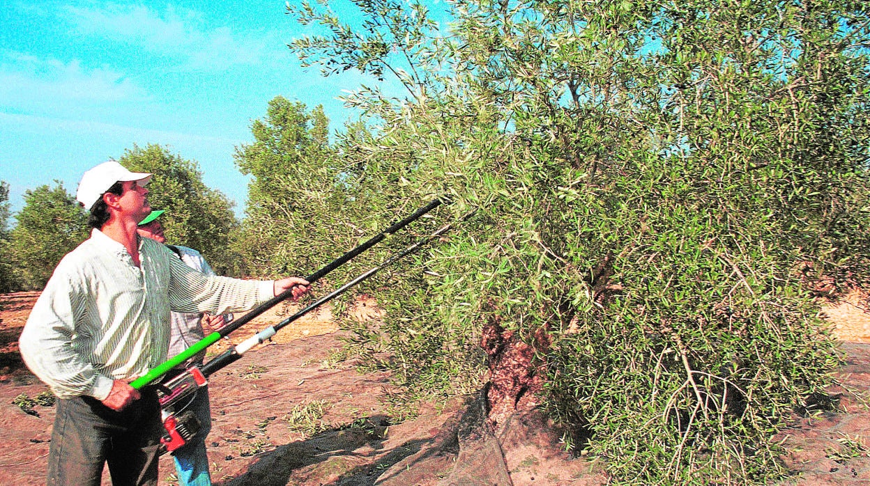 Jornaleros trabajan en un olivar