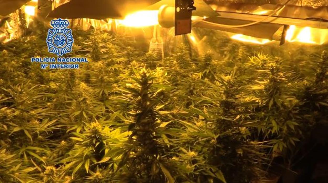 Plantación de marihuena descubierta en esta operación policial