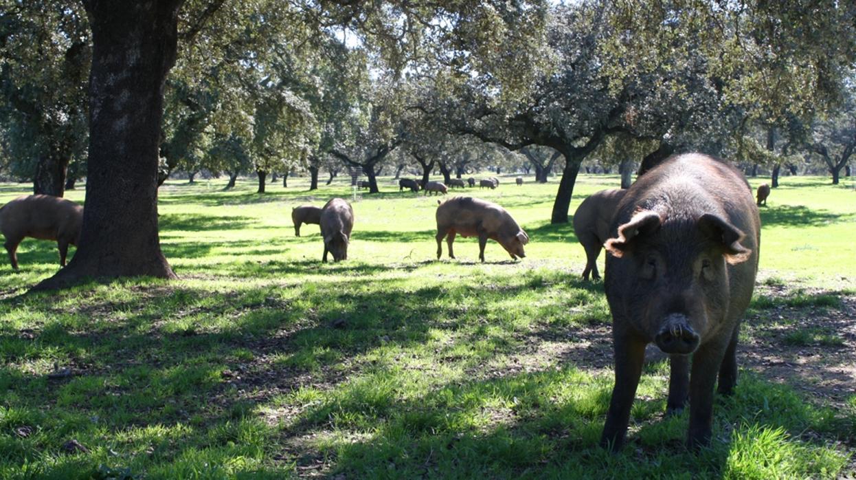 Cerdos ibéricos de montanera en Los Pedroches