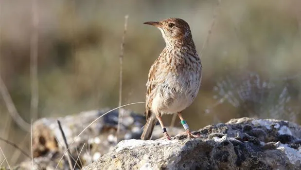 «El ave más rara de España», al borde de la extinción en Andalucía