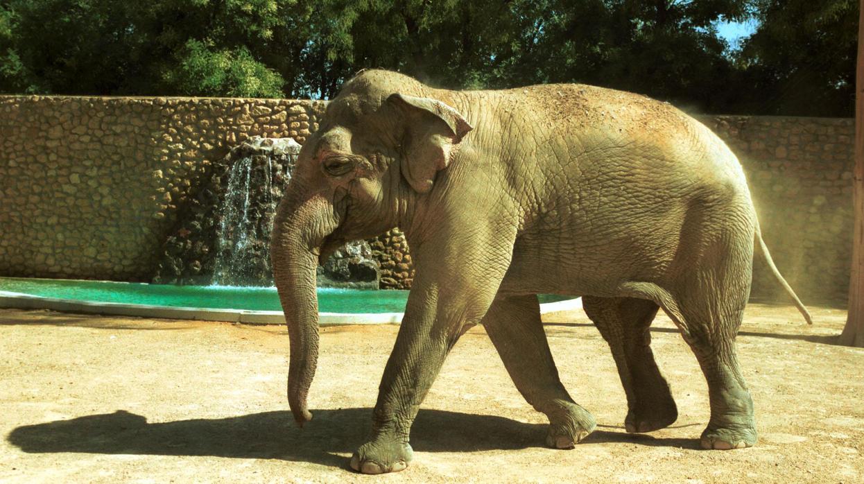 Elefante del zoo de Córdoba