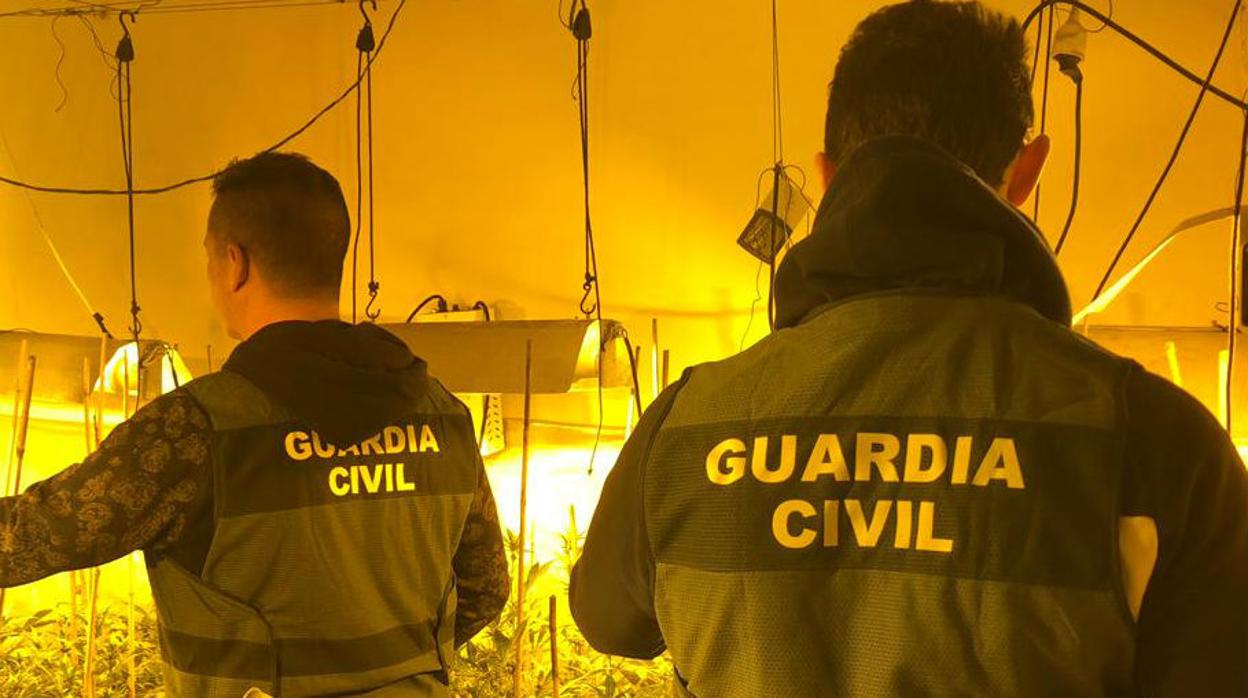 Agentes junto a las plantas de marihuana descubiertas en una de las viviendas