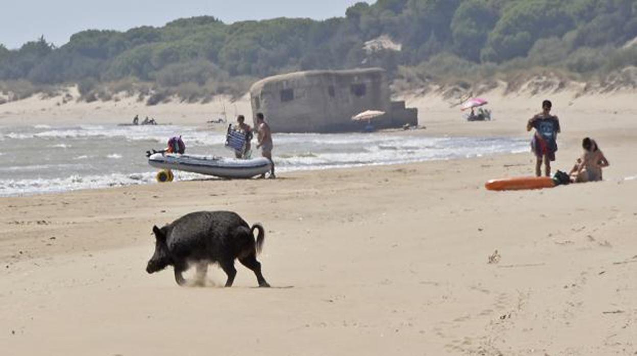Un ejemplar se pasea por la playa de Sanlúcar en Cádiz