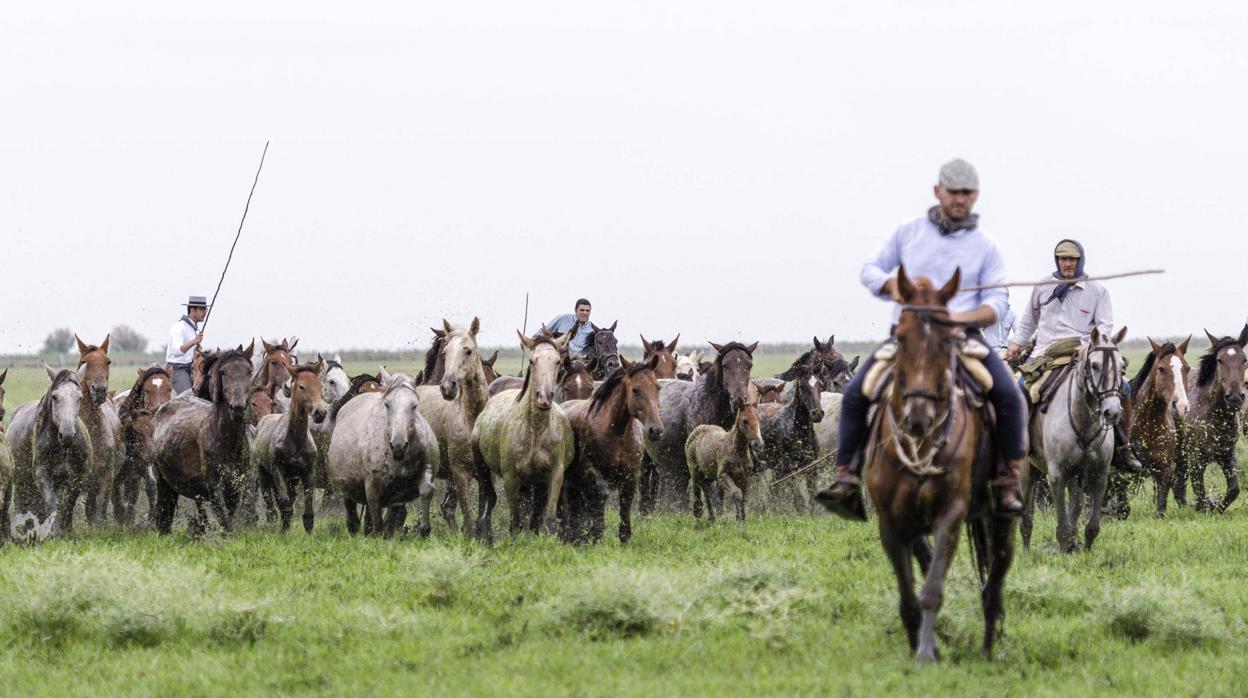 Yegüerizos almoneños desarrollan sus tareas ganaderas en el interior del P.N. de Doñana