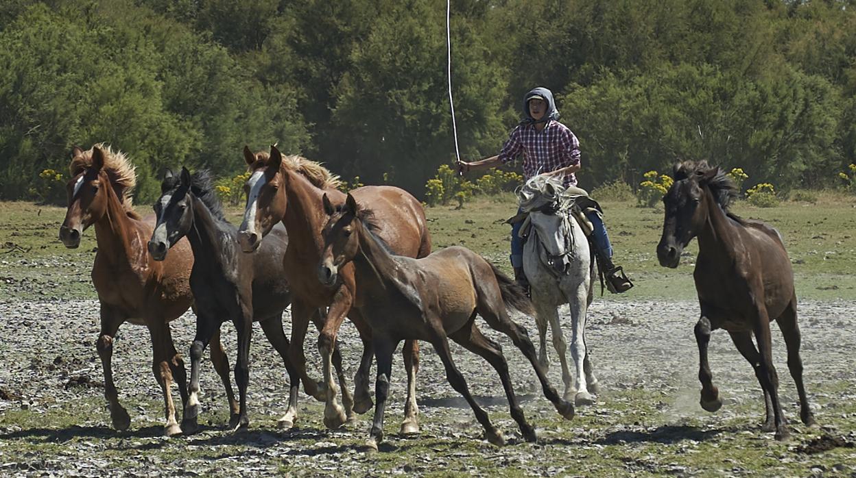 Un joven yegüerizo reune el ganado en la tradicional Saca de las Yeguas