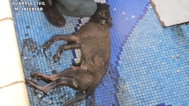 Investigada por matar de hambre y sed a su perro en Granada