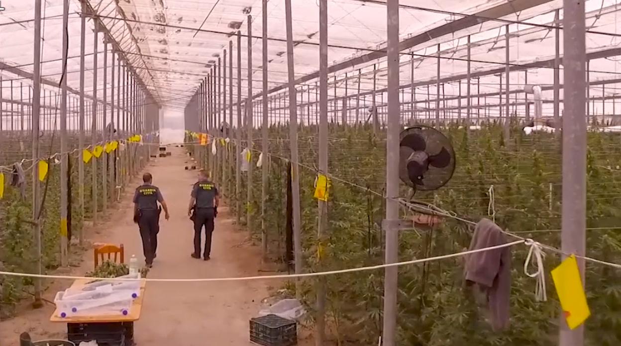 Interior de uno de los invernaderos donde se cultivaba marihuana