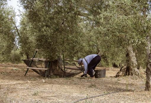 Una mujer recoge aceitunas