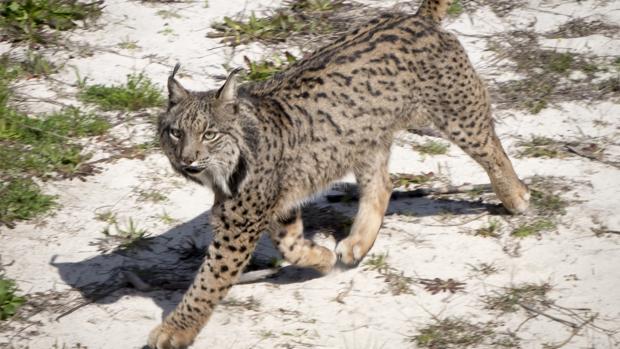 Un lince recorre 600 kilómetros para volver a Andalucía