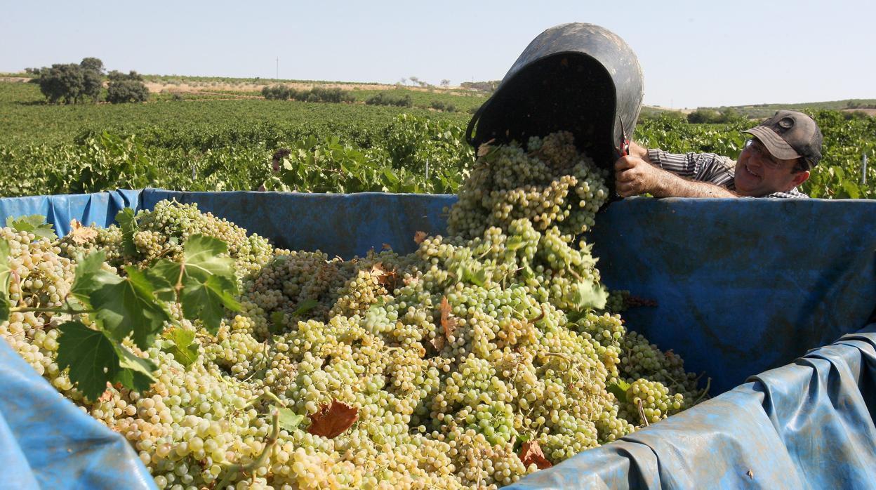 Recogida de uvas en Montilla