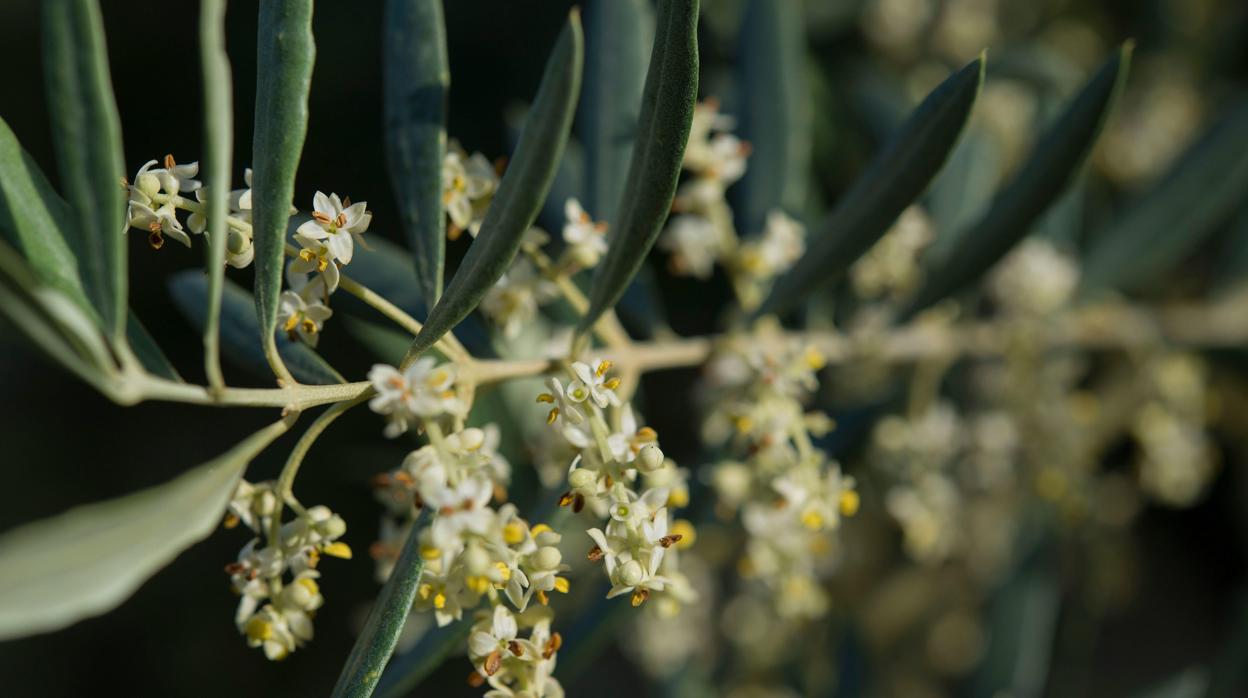 Un olivo en plena floración