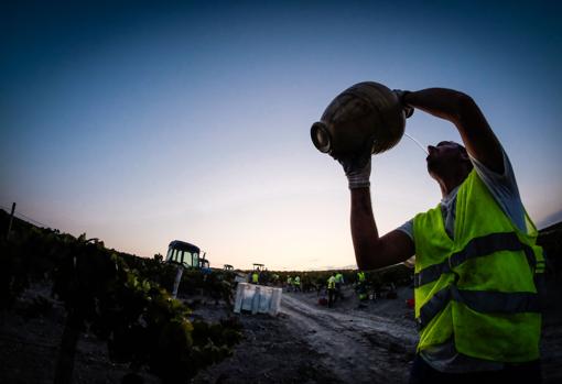 Salen las primeras luces en el Pago de Macharnudo, en Jerez