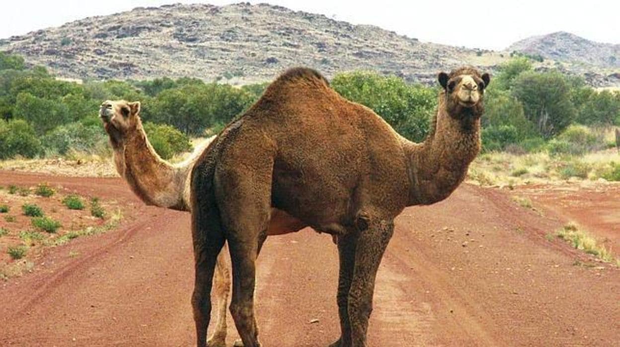 Camellos en una imagen de archivo