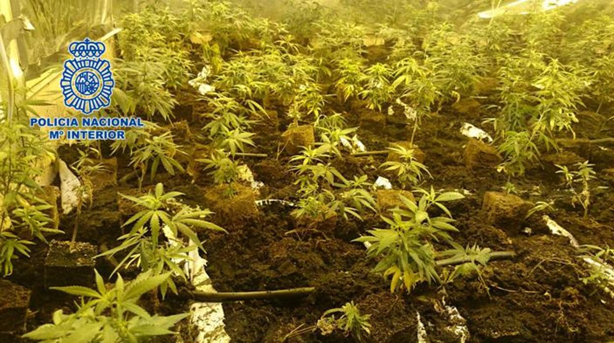 Plantación de marihuana en Córdoba
