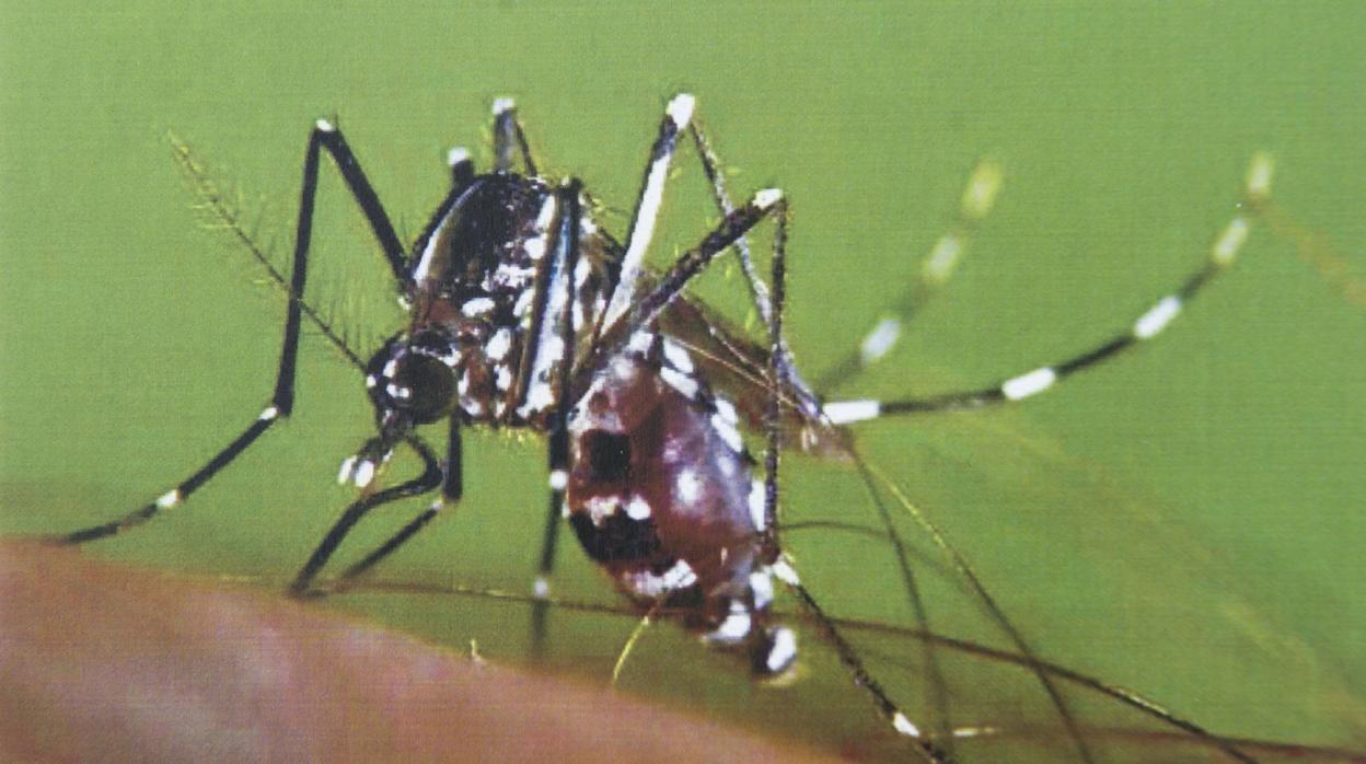 Ejemplar de mosquito tigre, que ha aparecido en Córdoba