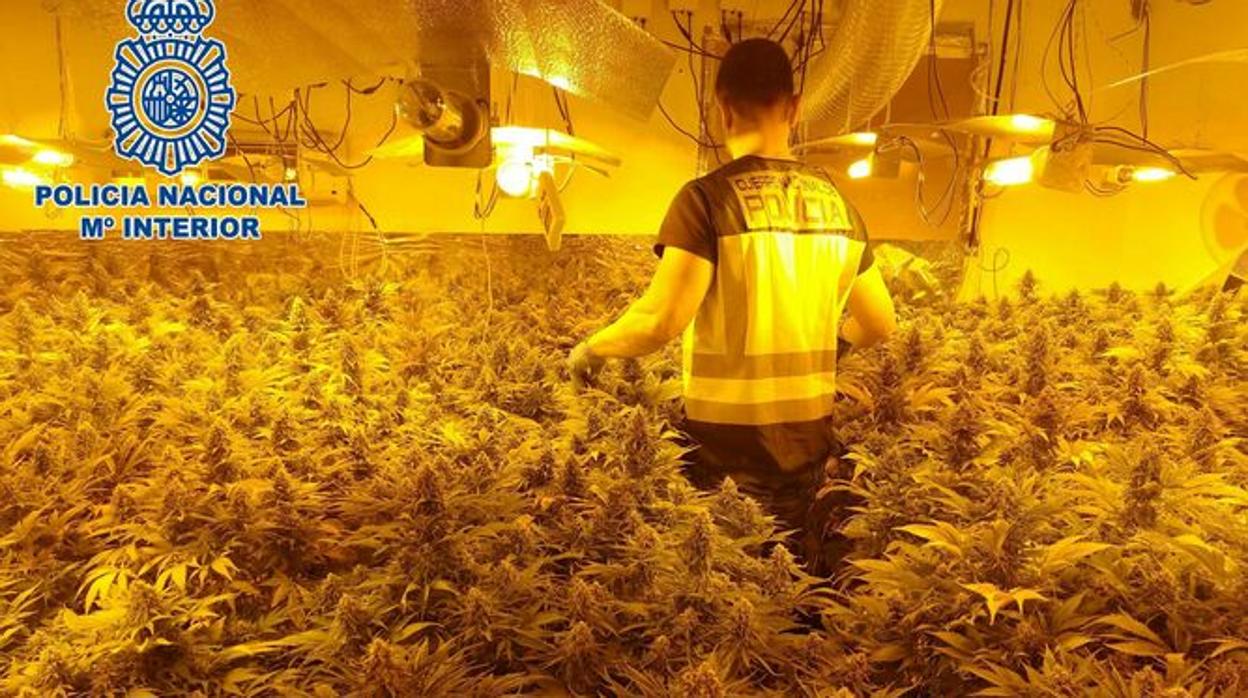 Imagen de archivo de una plantación de marihuana intervenida por la Policía Nacional en Granada.