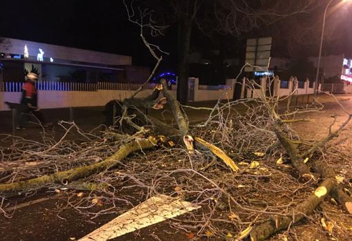 Córdoba, segunda provincia andaluza más afectada por la lluvia y el viento, con cerca de 40 incidencias