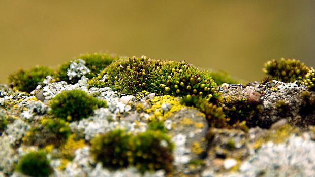Descubren dos nuevas especies botánicas en Andalucía