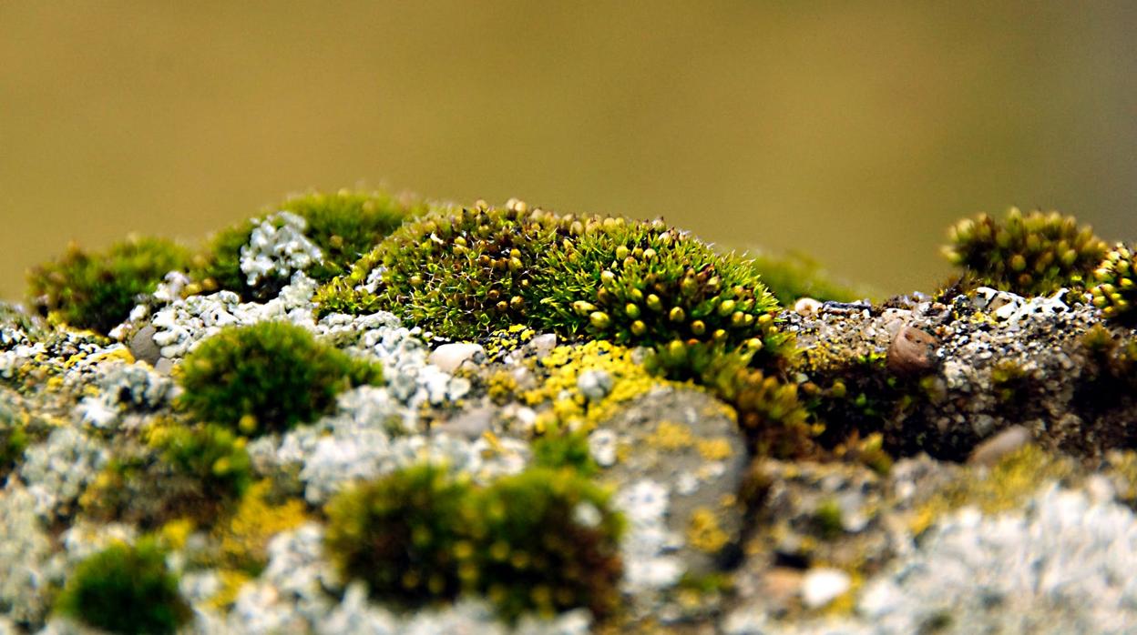 Descubren dos nuevas especies botánicas en Andalucía