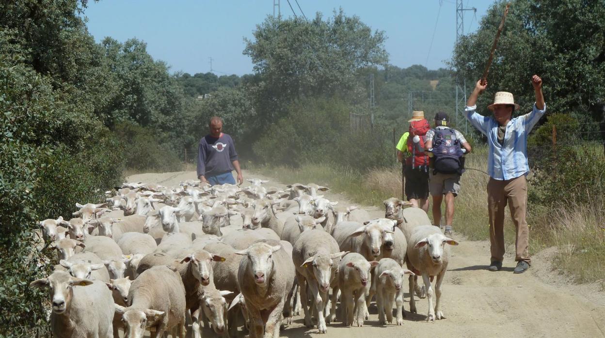 Dos peregrinos cerca del Calatraveño cruzan ante un rebaño de ovejas
