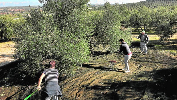 Andalucía solicita una rebaja fiscal del 100% para los olivareros