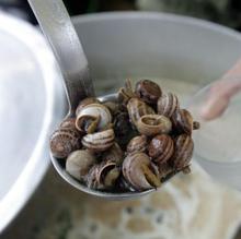 Caracoles Córdoba 2020 | Guía para disfrutar de la temporada «caracolera»