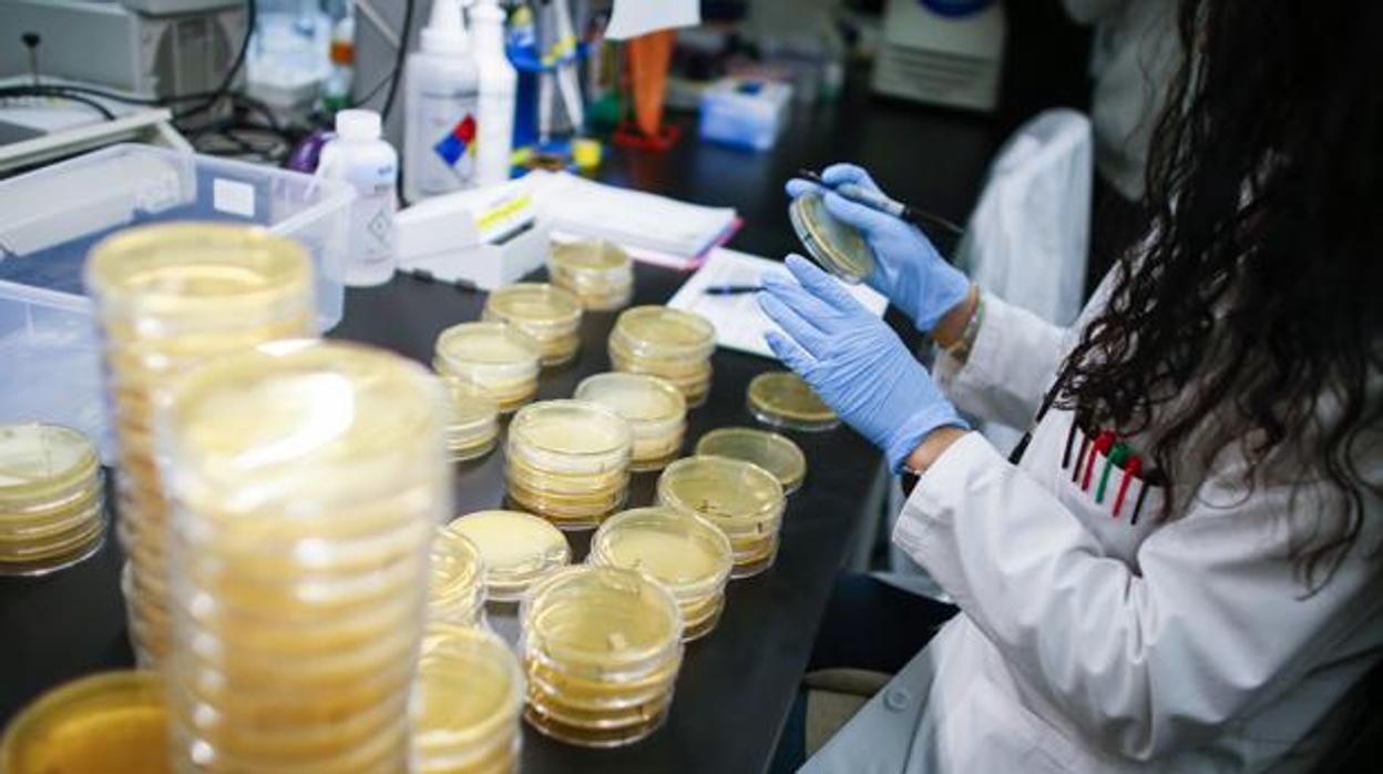 Pruebas de coronavirus