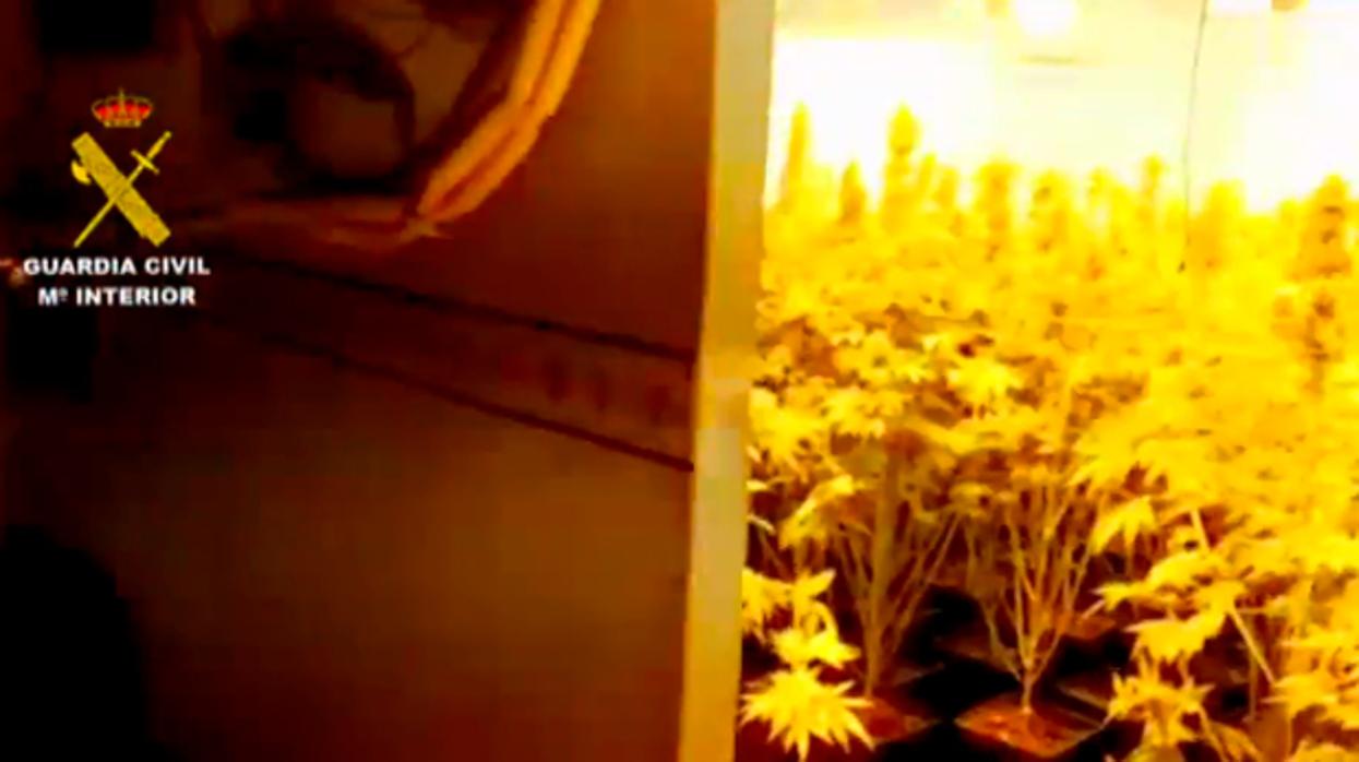 Plantación de marihuana en uno de los domicilios registrados