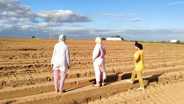 Los freseros de Huelva hablan ya de «crisis humanitaria» con las temporeras marroquíes atrapadas