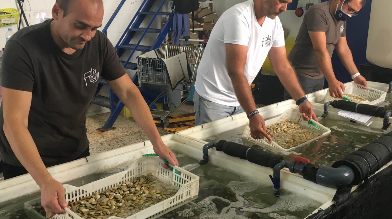 Cribado de coquinas en La Reina de la Costa