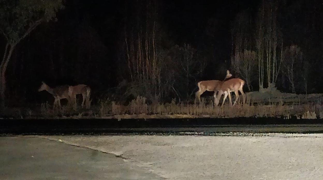 Ciervos buscan alimento por la zona afectada por el fuego de Almonaster