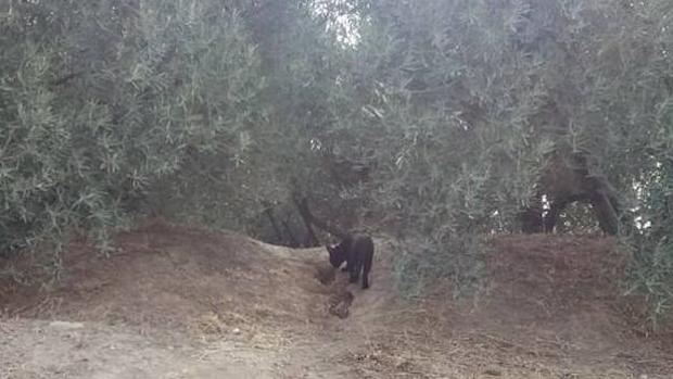 Buscan con drones a la supuesta pantera negra de Granada