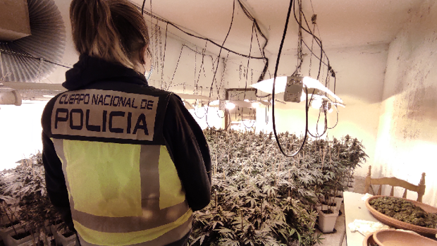 Venta La Nada, de templo gastronómico a plantación de marihuana en Los Montes de Málaga