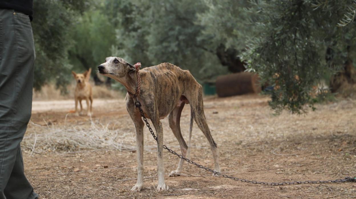 Uno de los perros encontrados, atado a un árbol y con una delgadez extrema
