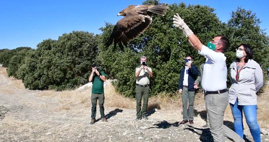 La suelta de un ejemplar de águila imperial en Granada