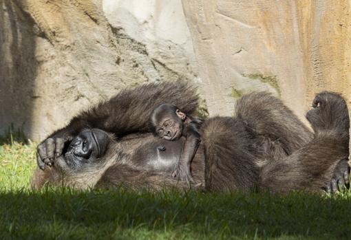 La madre y la nueva cría tumbados al sol en Fuengirola