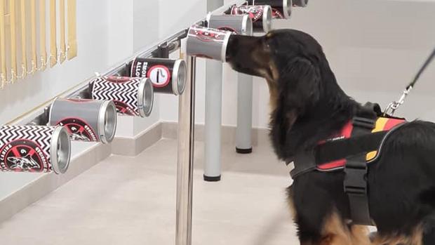 Perros que huelen el Covid detectan dos casos de contagio entre 300 personas en un municipio de Jaén