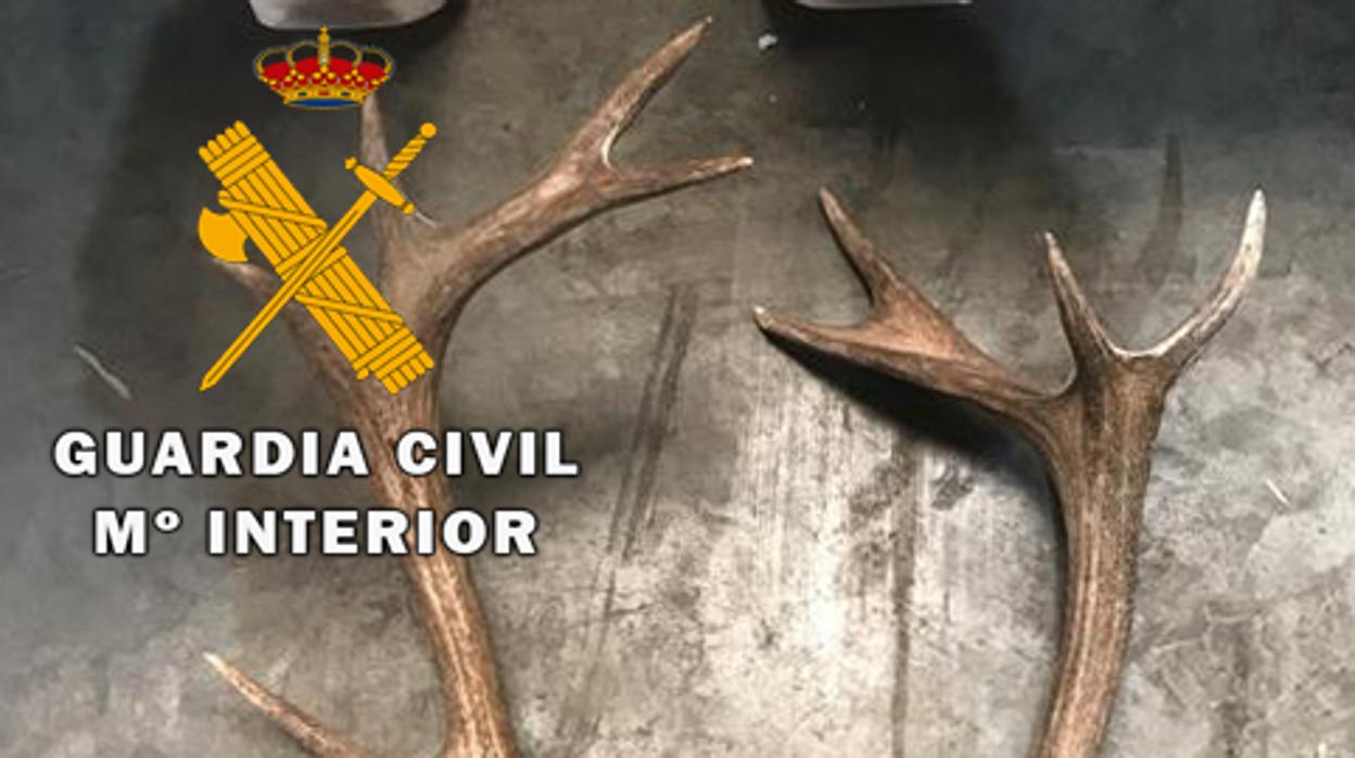 Uno de los trofeos de caza recuperados durante la investigación